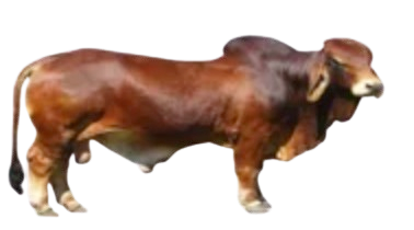 bull