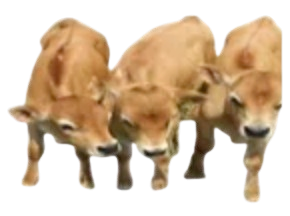 calves
