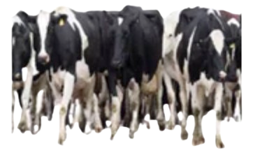 cow-plural