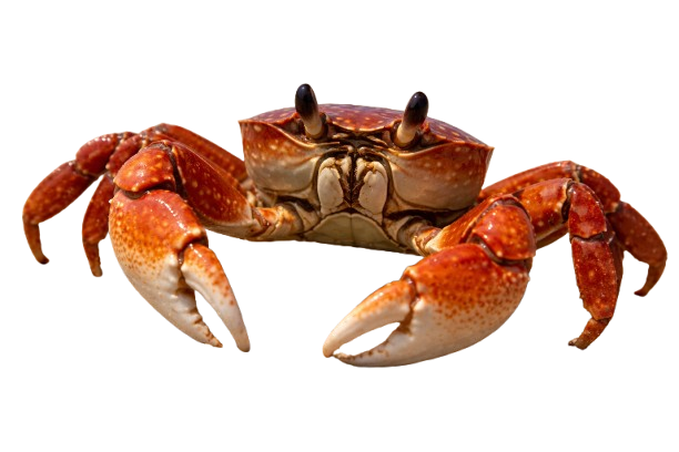 crab