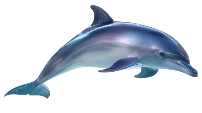 dolphin
