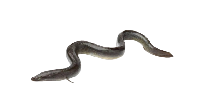 eel