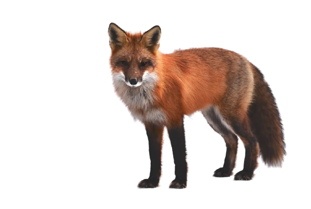 fox