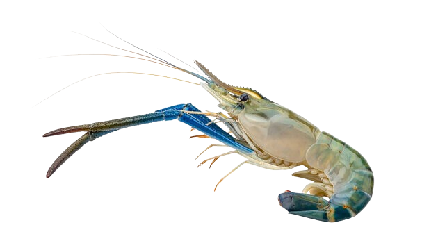 giant_freshwater_prawn