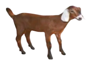 goat