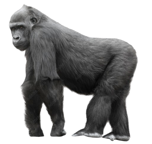 gorilla