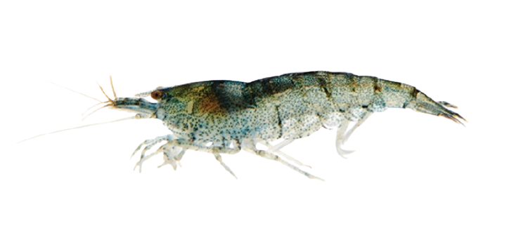 krill/freshwater_shrimp