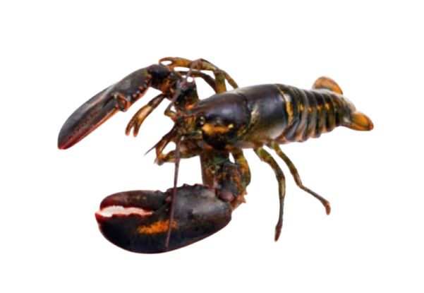 lobster