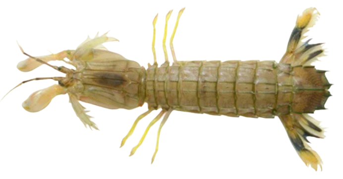 mantis_shrimp