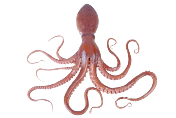 octopus