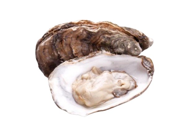 oyster