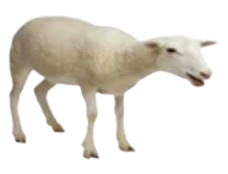 sheep
