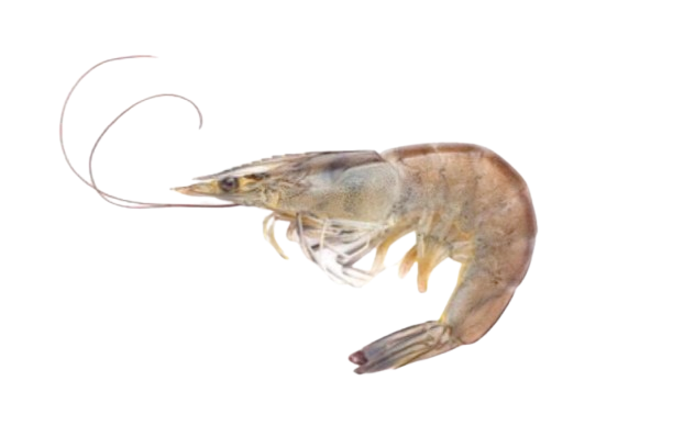 shrimp/prawn