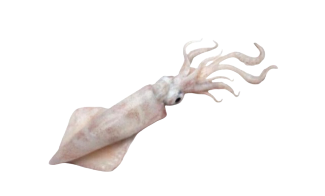 squid