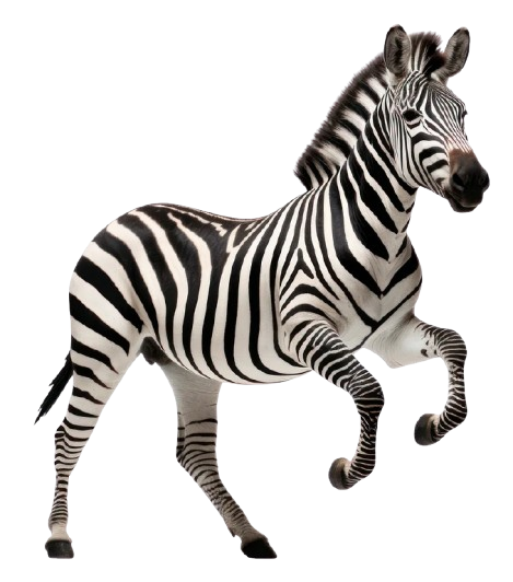 zebra